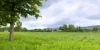 Grüne Wiese mit Baum und hügeliger Landschaft im Hintergrund