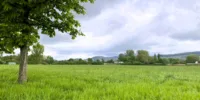 Grüne Wiese mit Baum und hügeliger Landschaft im Hintergrund