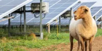 Ein Schaf neben einer Solarfarm