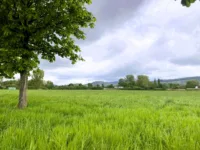 Grüne Wiese mit Baum und hügeliger Landschaft im Hintergrund