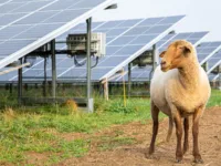 Ein Schaf neben einer Solarfarm