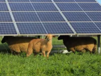 Photovoltaik Freiflächenanlage in Heppenheim mit Schafen