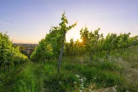 Weinberge von unten bei Sonnenuntergang