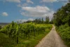 Ein Weg an einem Weinanbaugebiet in grüner Landschaft