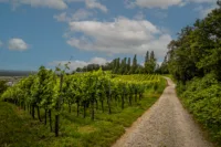 Ein Weg an einem Weinanbaugebiet in grüner Landschaft