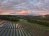 Eine große Solaranlage mit mehreren Reihen von Solarpaneelen, die sich über ein weites, grünes Feld erstrecken