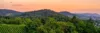 Landschaft mit einem Wald, sanften Hügeln und Weinbergen im Vordergrund