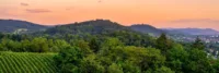 Landschaft mit einem Wald, sanften Hügeln und Weinbergen im Vordergrund