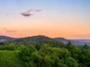 Wald und Weinfeld bei Sonnenuntergang