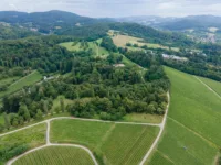 Hügelige, grüne Landschaft mit Weinreben