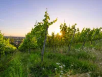 Weinreben, hinter denen die Sonne untergeht