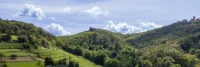 Hügelige Weinberglandschaft