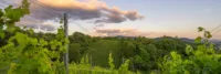 Eine Stromleitung in Weinbergen mit blauem Himmel und Wolken.